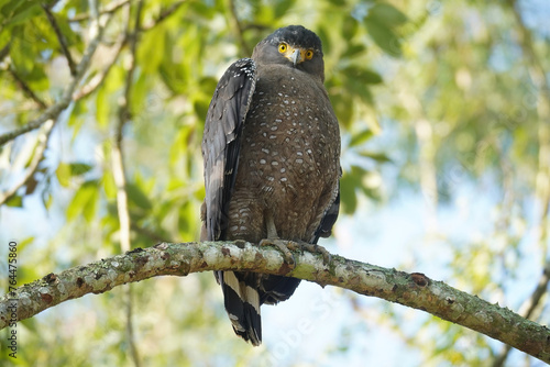 Crested serpent eagle photo