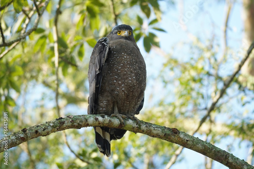 Crested serpent eagle photo