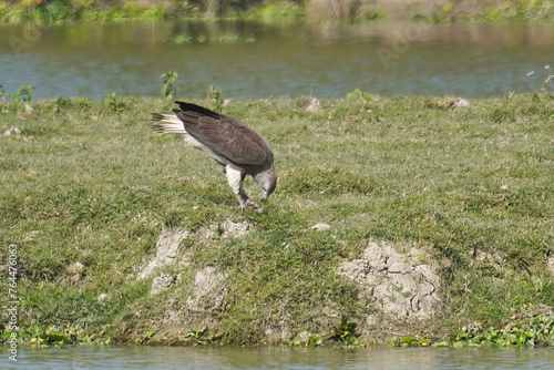 Grey-headed Fish Eagle photo