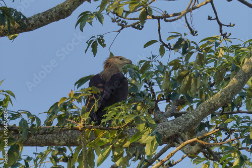 Pallas's fish eagle photo