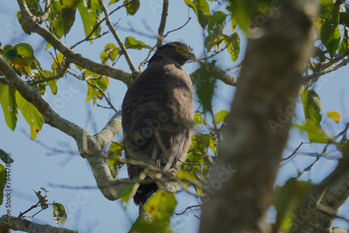 Crested Serpent-eagle photo