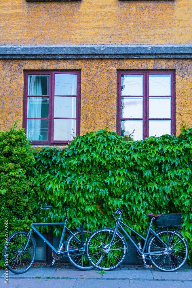 Romantic couple of male and female Danish roadster bicycles against a wall of leaves on a brick wall of an apartment with shiny windows