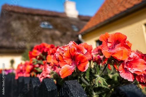 Red flowers with green stems behind black wooden fence of classic Noric homes with thatched seaweed with windows and chimney on it and red tile roofs in background