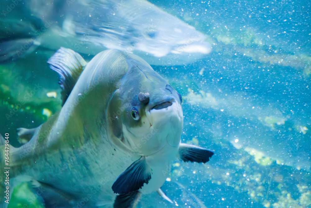 Fototapeta premium 大きく美しいブラック・コロソマー（カラシン目セルラサルムス科）。日本国神奈川県川崎市、カワスイにて。 2023年9月4日撮影。A large, beautiful Cachama (Colossoma macropomum, family comprising the cellulosarums).At Kawasui aquarium, Kawasaki city, Kanagawa