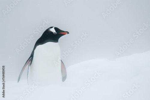 Gentoo PenguinGentoo Penguin in Snowy Habitat. Minimalist Artistic Illustration of Penguin Isolated on White. 