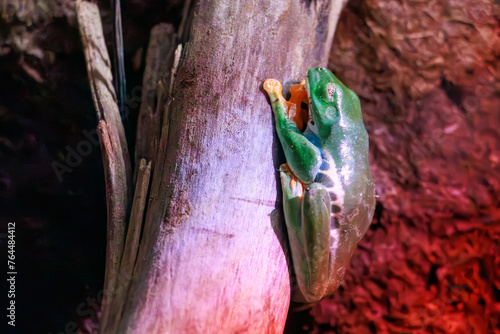 妖しい美しさのアカメアマガエル（アマガエル科）。

日本国神奈川県川崎市、カワスイにて。
2023年9月4日撮影。

Red-eyed leaf frog (Agalychnis callidryas, tree frog family) are bewitchingly beautiful.

At Kawasui aquarium, Kawasaki city, Kanagawa, Japan photo