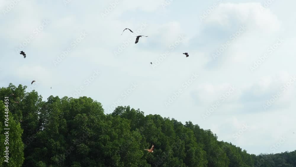 flock of birds. Flying eagle on the sky in strong sunshine. Flock of river bird in the jungle. Adventure scene in the movie. Ecology concept. flock of birds. Flying eagle on the sky in strong sunshine. Flock of river bird in the jungle. Adventure scene in the movie. Ecology concept.