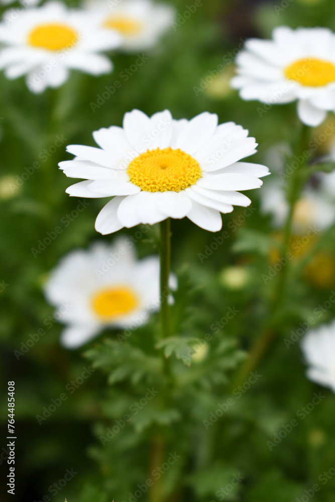 Fototapeta premium Oxeye daisy (Leucanthemum vulgare) blooming in spring, White flowers in the garden closeup, Wild daisy flowers growing on meadow, white chamomiles on green grass background. Oxeye daisy