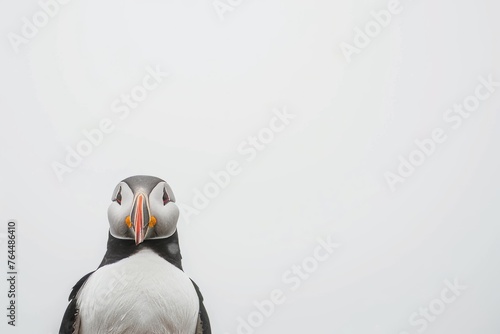 Puffin Portrait Against a Minimalist Backdrop. Isolated Against White Background. Artistic Presentation. 