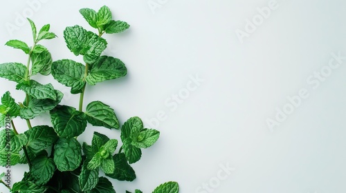 A picture of a sprig of fresh spearmint herb, specifically the Mentha variety, placed on a white