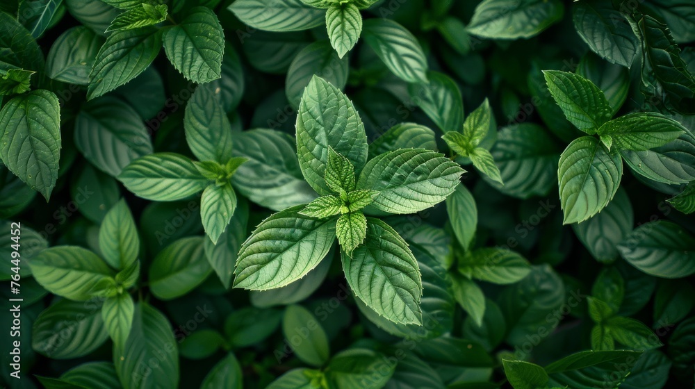 A wall covered in green leaves A wall covered in green leaves