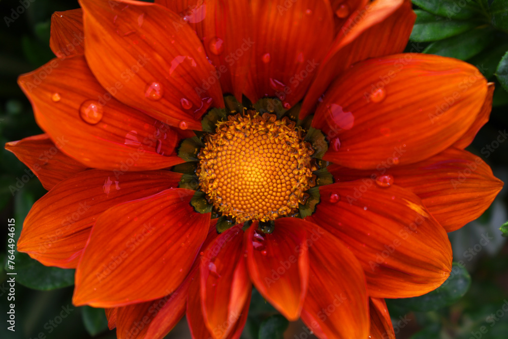 Beautiful red gazania flower Closeup, Close up red Gazania Flower, red Gazania Linearis Flower in garden Beautiful red gazania flower Closeup, Close up red Gazania Flower, red Gazania Linearis Flower in garden