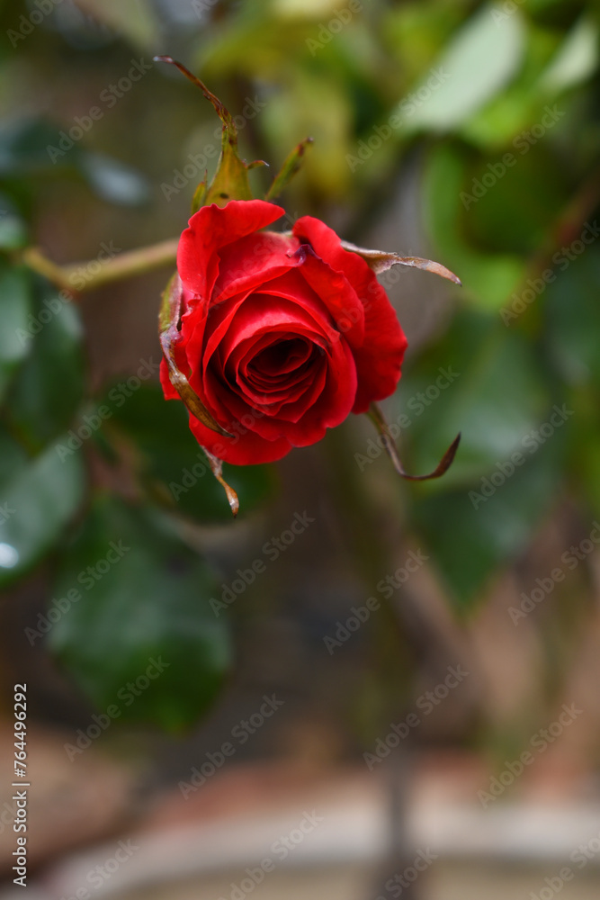red rose flower closeup in garden, Beautiful blooming red rose in the garden with text space, Nature background red rose flower closeup in garden, Beautiful blooming red rose in the garden with text space, Nature background