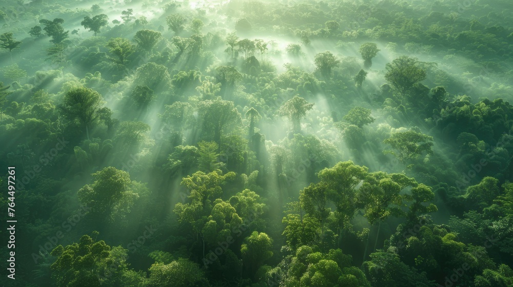Misty Forest Canopy at Dawn Misty Forest Canopy at Dawn