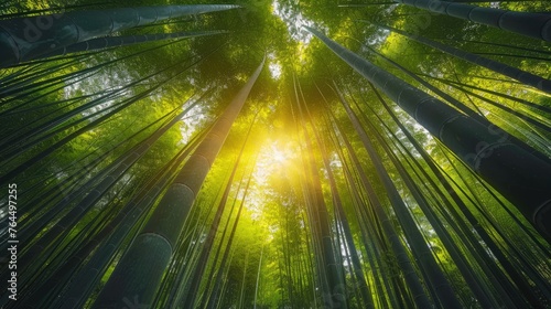 Sunlight Piercing Through Bamboo Forest