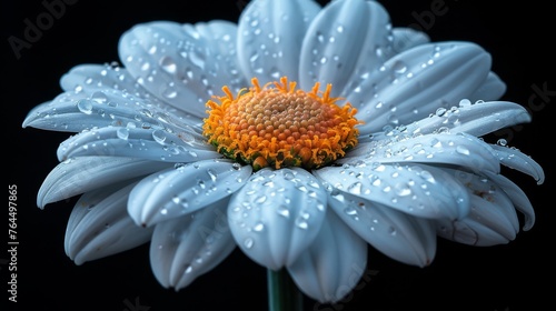  White flower close-up with water droplets on petals against black backdrop
