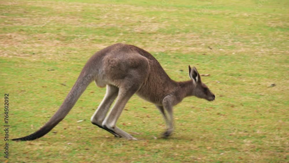 Red Kangaroo crawl hops on all four legs across field in Brisbane, Australia.
