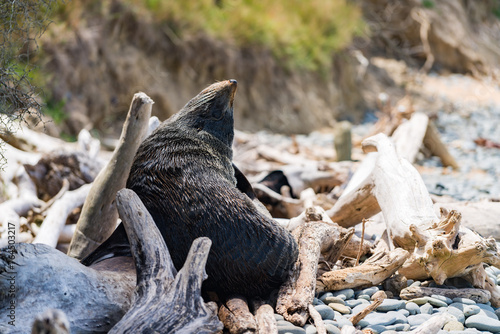 Fototapeta Naklejka Na Ścianę i Meble -  ニュージーランドの海岸にいる野生のアシカ