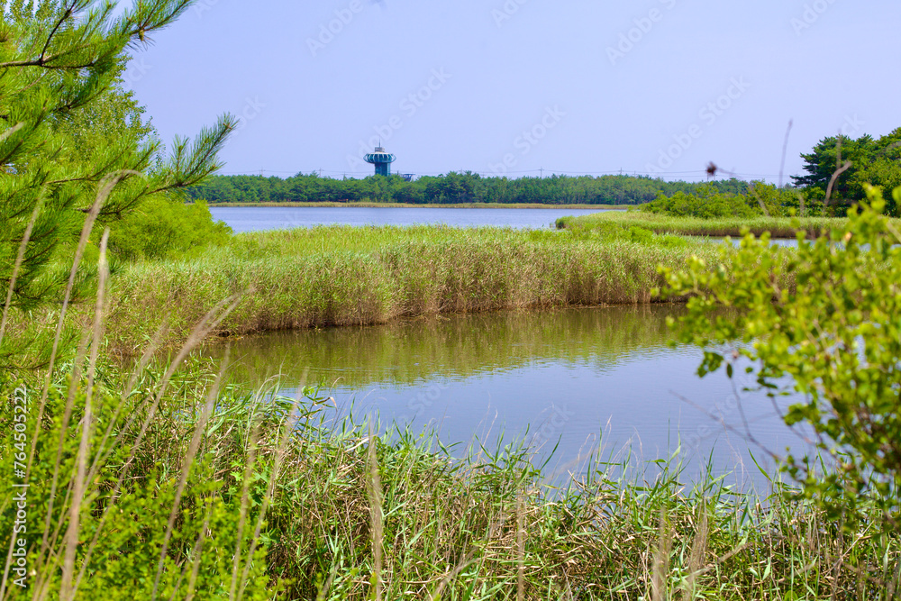 Fototapeta premium Songji Lake View with Migratory Bird Tower in Distance