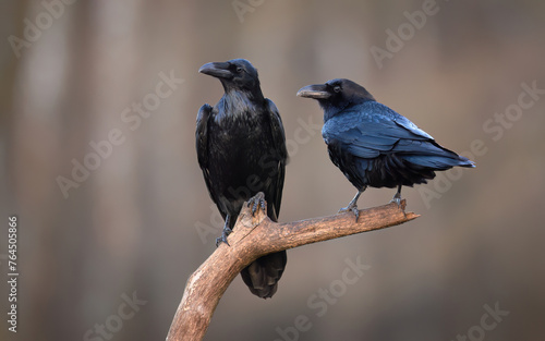 Raven bird ( Corvus corax ) pair close up