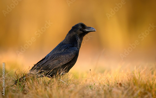 Raven bird ( Corvus corax ) close up © Piotr Krzeslak