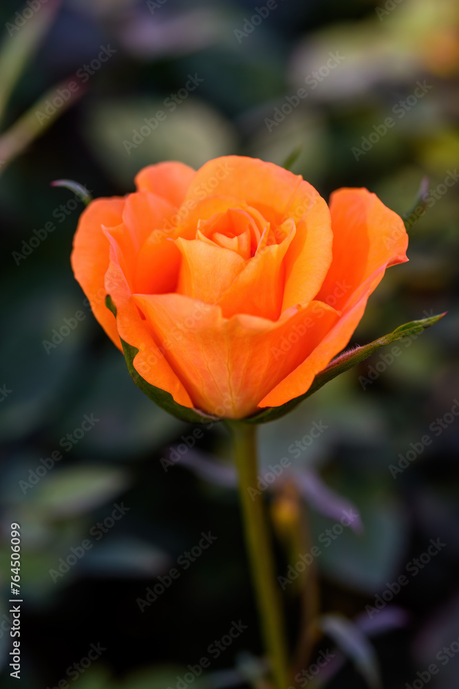 Orange Spray Rose Lovely flowers blooming in the garden, in Thailand. Orange Spray Rose Lovely flowers blooming in the garden, in Thailand.