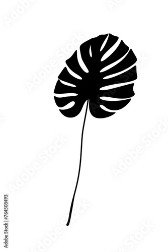 Tropical monstera leave plant shadow natural minimal