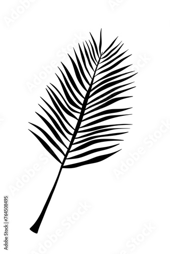 Tropical palm leave plant shadow natural minimal