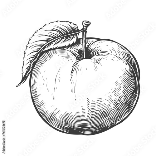 Peach fruit woodcut style drawing vector illustration