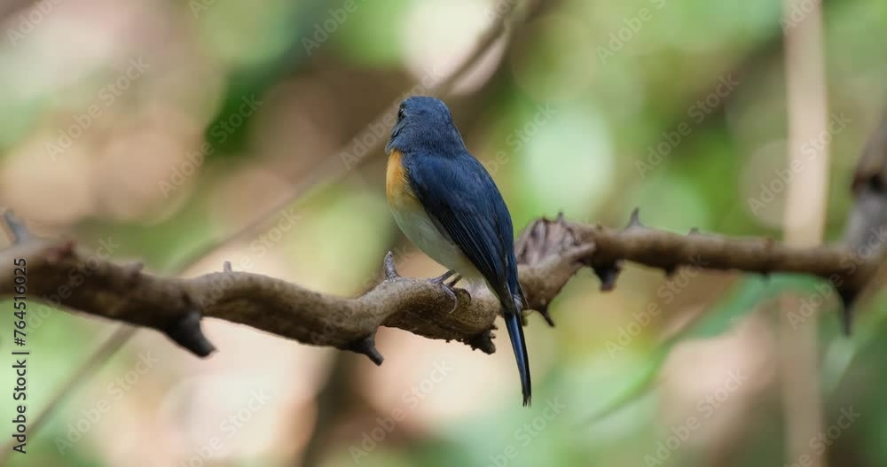 Seen from its side looking deep into the forest while perched on a vine, Indochinese Blue Flycatcher Cyornis sumatrensis Male, Thailand Seen from its side looking deep into the forest while perched on a vine, Indochinese Blue Flycatcher Cyornis sumatrensis Male, Thailand