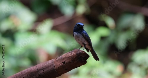 Camera zooms out slidding to the right while it looks around, Hainan Blue Flycatcher Cyornis hainanus, Male, Thailand photo