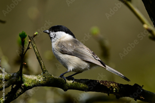 Sumpfmeise // Marsh tit (Poecile palustris) photo