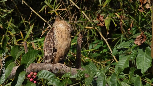 Hiding its head on its back avoiding the harsh morning sun, Buffy Fish Owl Ketupa ketupu, Thailand photo