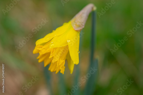 Daffodil flower with raindrops, soft focus