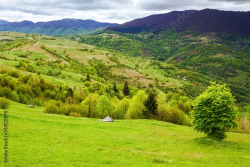 mountainous rural landscape of ukraine in spring. rolling carpathian countryside with tree on a grassy meadow and forested hills on an overcast day
