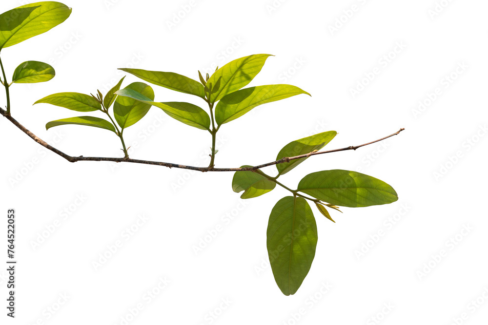 Green tree leaves branch isolated Green tree leaves branch isolated