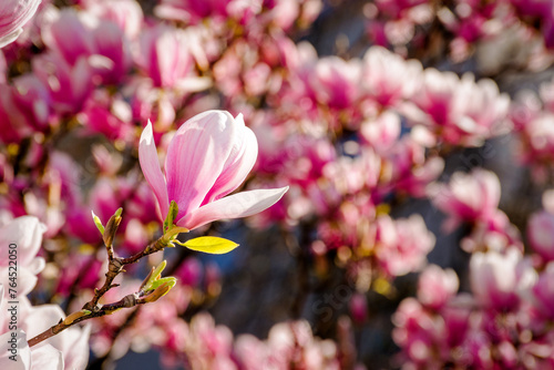 pink flowers of magnolia soulangeana tree in blossom. beautiful natural background in spring