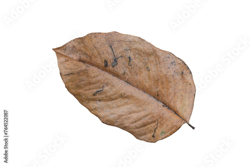 dry tree leaf isolated