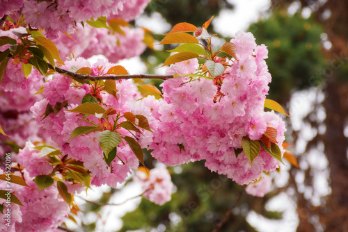 lush blossom of sakura branches. warm april weather