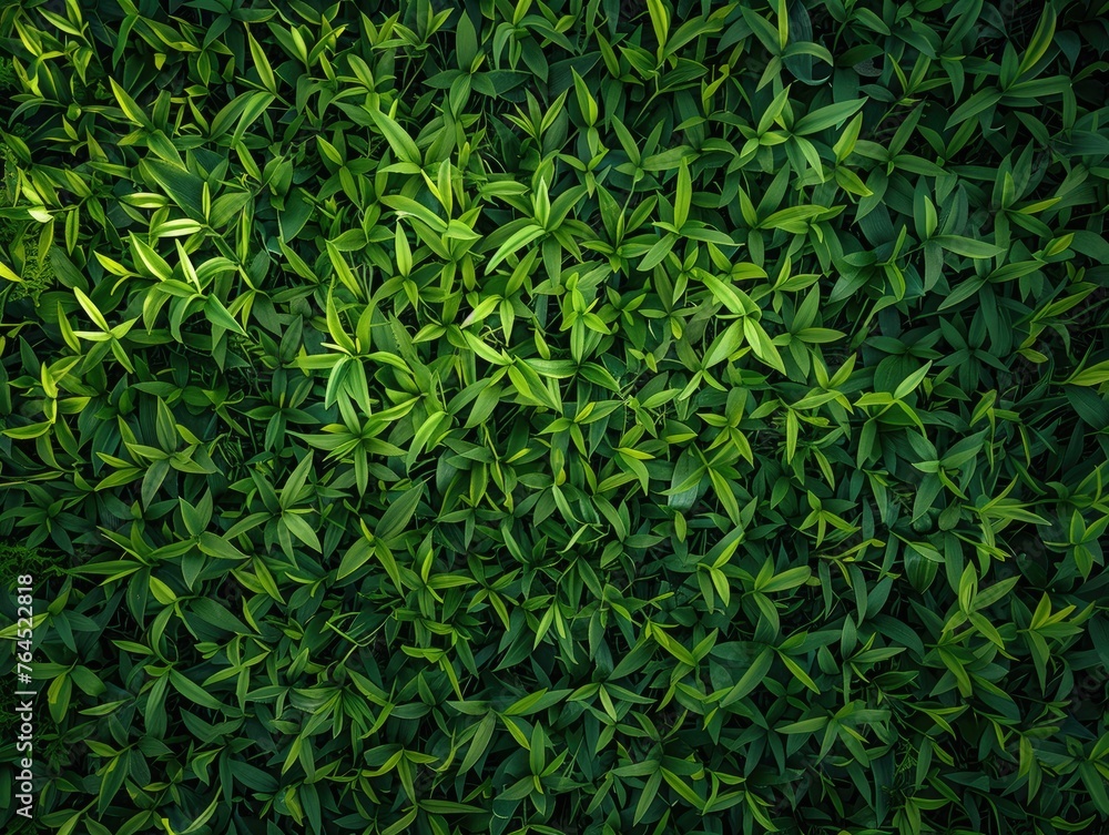 Verdant Canopy, A lush expanse of vibrant green leaves creates a dense, textured tapestry of foliage from an overhead perspective. overhead, perspective, nature, plant, growth, botanical, garden Verdant Canopy, A lush expanse of vibrant green leaves creates a dense, textured tapestry of foliage from an overhead perspective. overhead, perspective, nature, plant, growth, botanical, garden