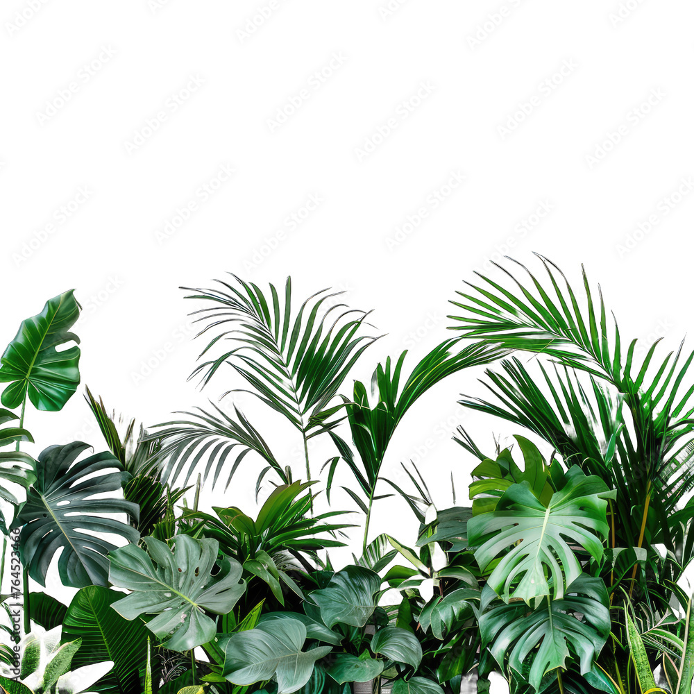 palm tree leaves transparent background png isolated on white background palm tree leaves transparent background png isolated on white background