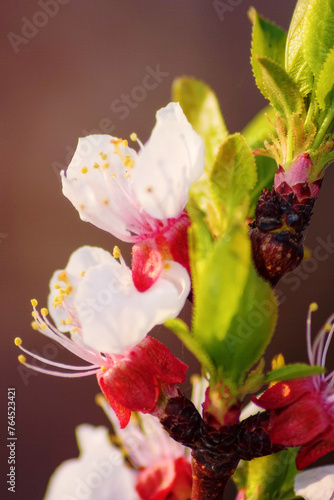 plum tree branch in full blossom. twig closeup background in spring