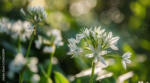 close up of white wild garlic flowers and green leaves in the forest