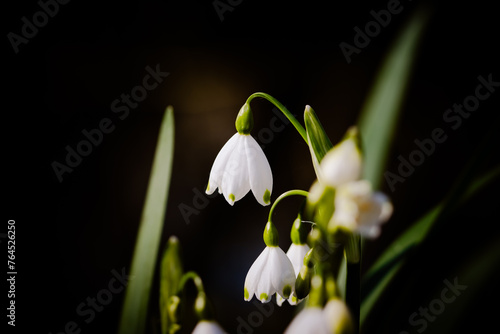 Tableau sur toile spring bells (Leucojum vernum) on an almost black background, location 2100 Deur