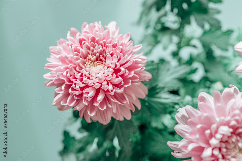 Chrysanthemums on a green background.Chrysanthemums and asters flowers. Delicate floral background in pastel colors. Autumn perennial flowers. Bush double chrysanthemum flower. Beautiful pink and Chrysanthemums on a green background.Chrysanthemums and asters flowers. Delicate floral background in pastel colors. Autumn perennial flowers. Bush double chrysanthemum flower. Beautiful pink and