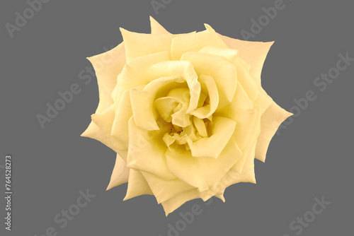 Flower of an opened yellow rose.