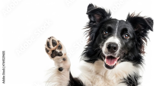 A black and white dog lifting its paw. Suitable for pet care or training concepts © Fotograf