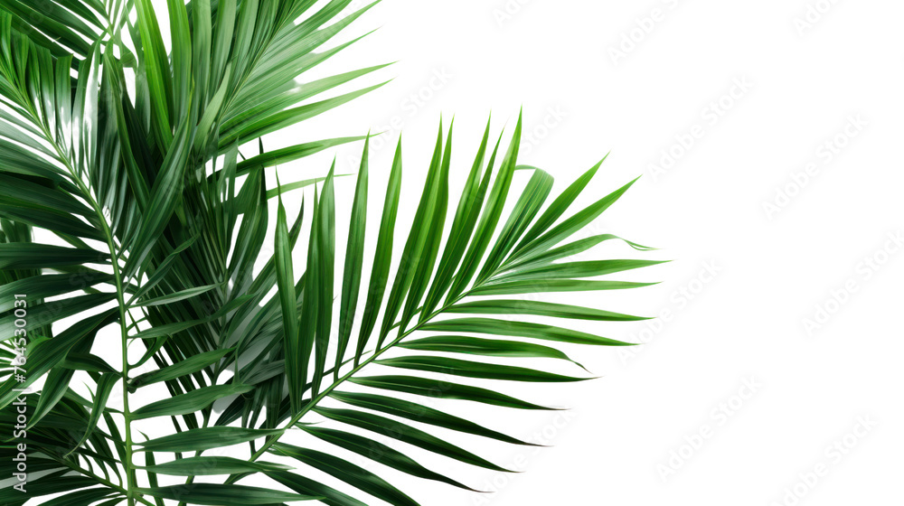 Fototapeta premium palm with green leaves isolated on transparent and white background.PNG image.