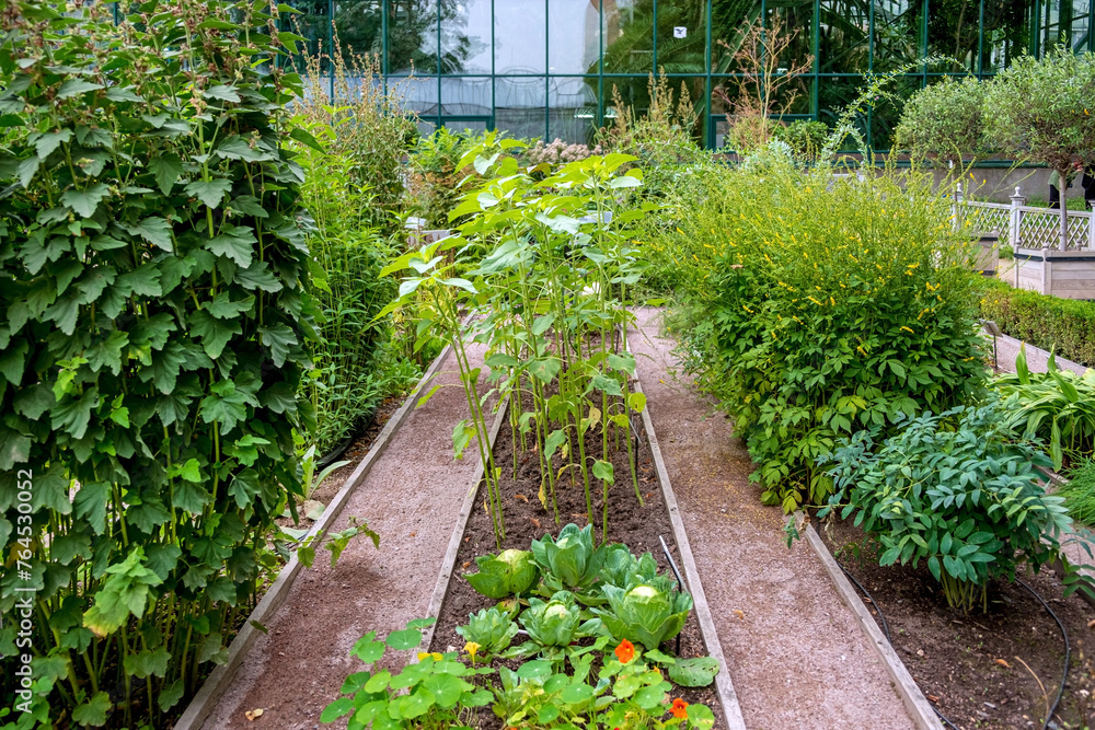 Walkway with beautiful plants in garden Walkway with beautiful plants in garden