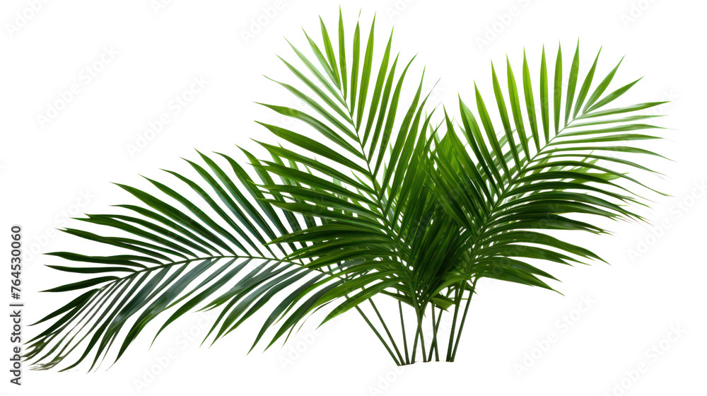 palm with green leaves isolated on transparent and white background.PNG image. palm with green leaves isolated on transparent and white background.PNG image.